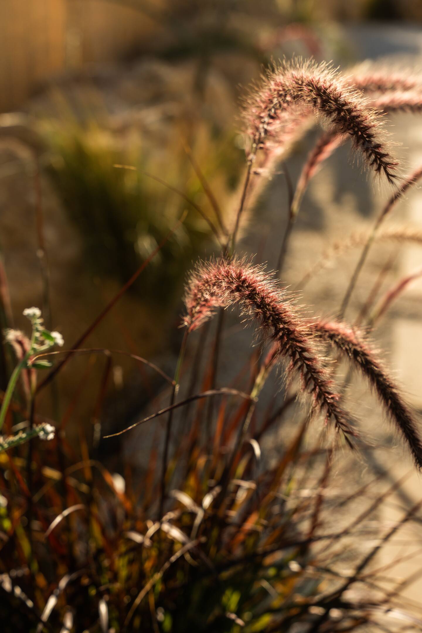 Close-up — backlit ornamental grass at golden hour