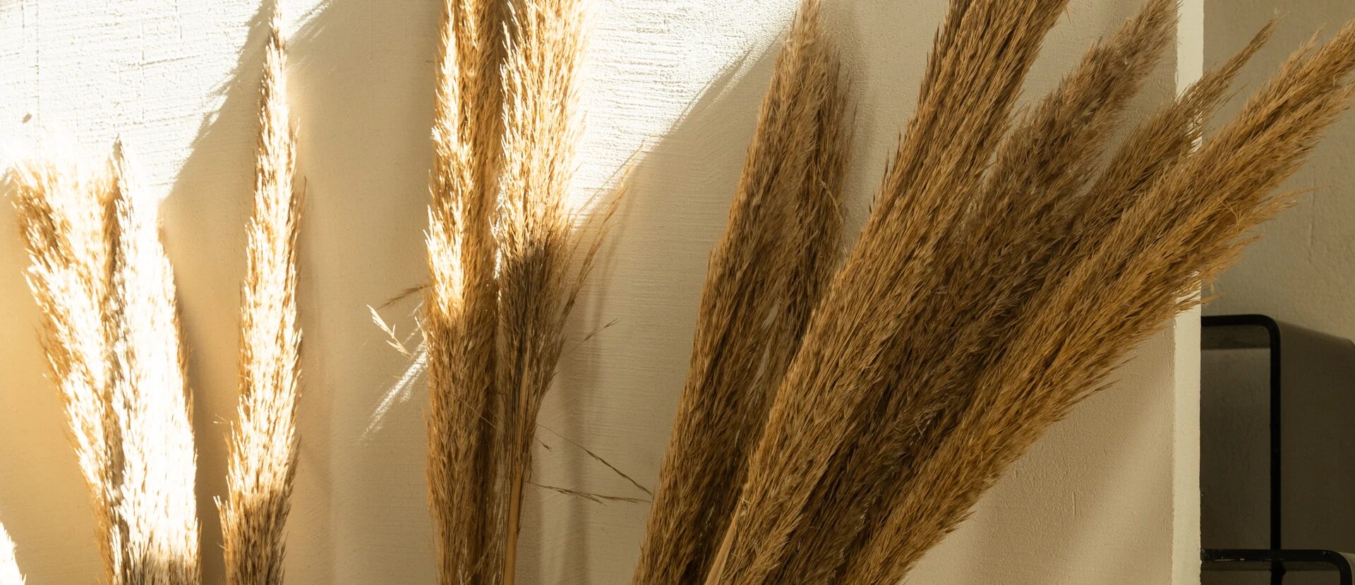 Detail — dried pampas grass on a hand-finished plaster wall, warm sunlight raking across